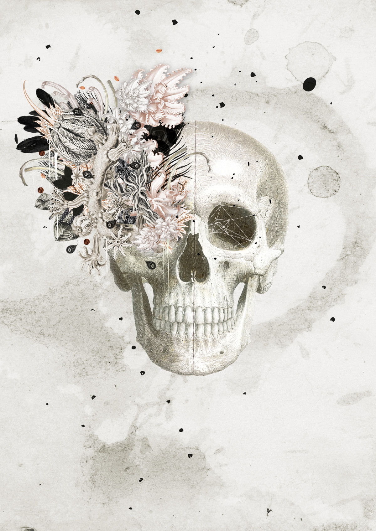 coralleskull